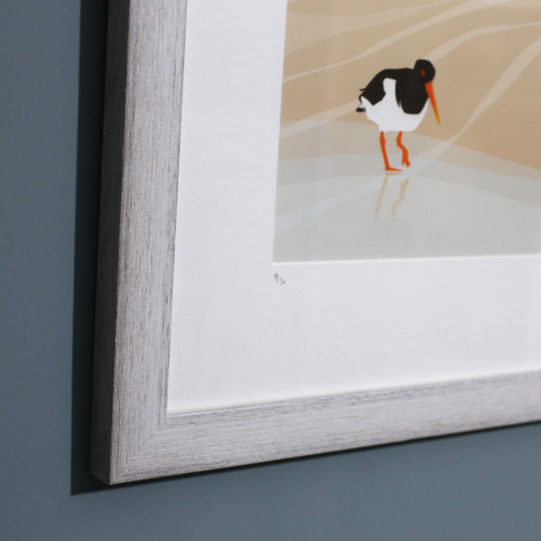 oystercatcher close-up showing frame style