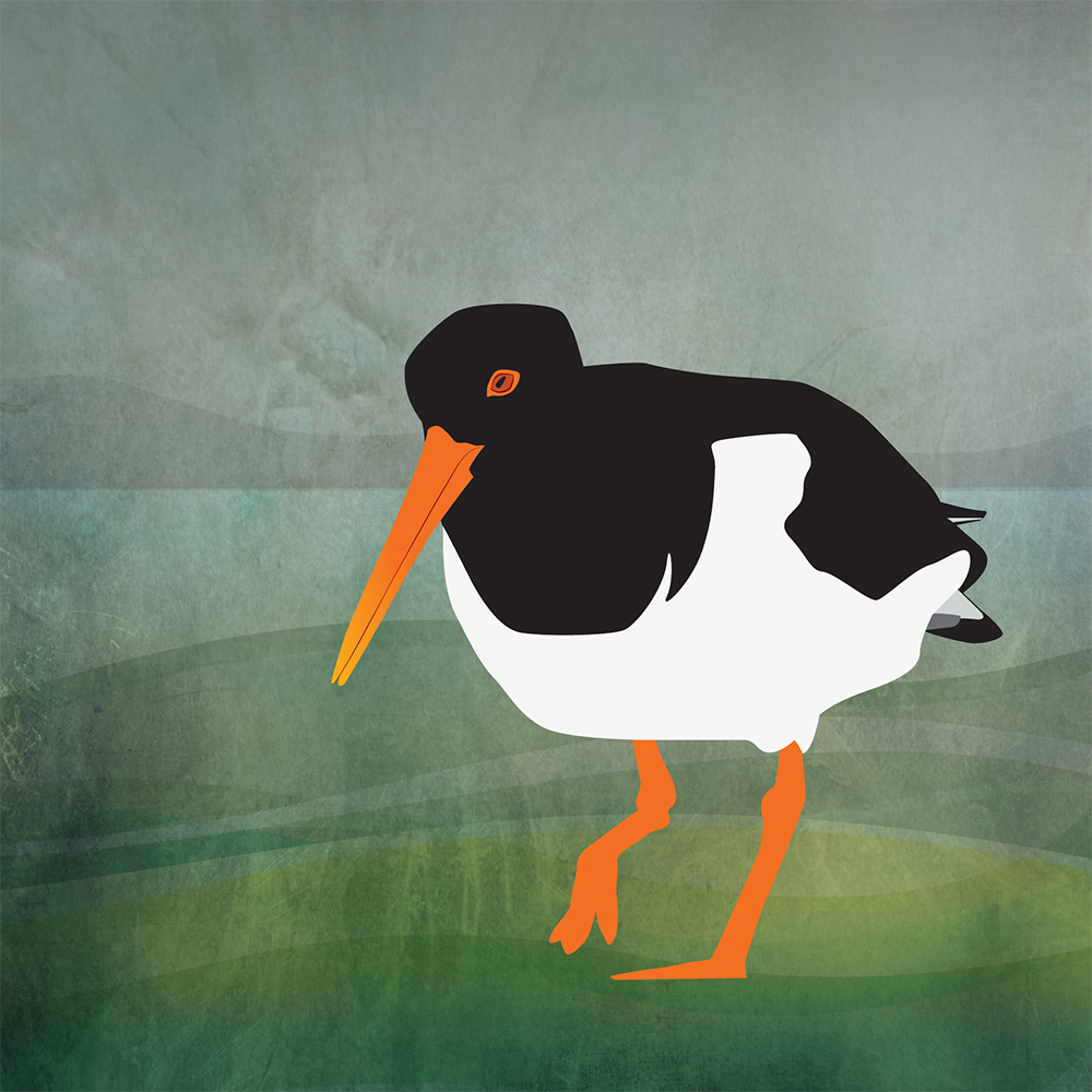 helen wyllie oystercatcher greetings card