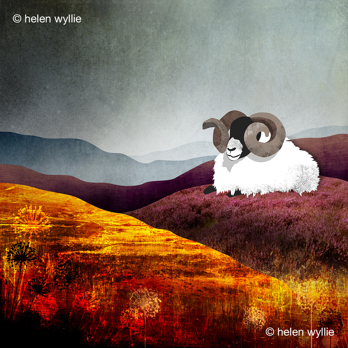 helen wyllie Ram in the Lammermuirs print greetings card