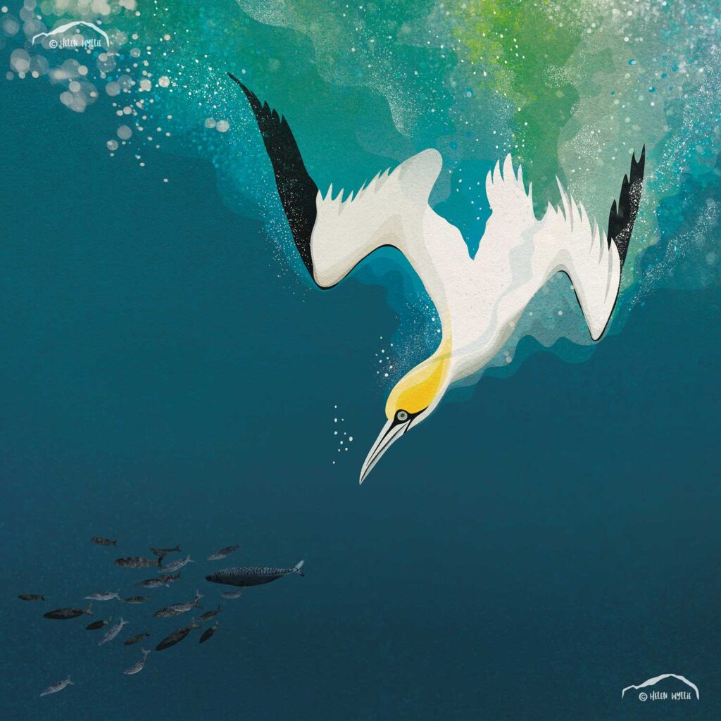 Diving Gannet by Helen Wyllie print greetings card