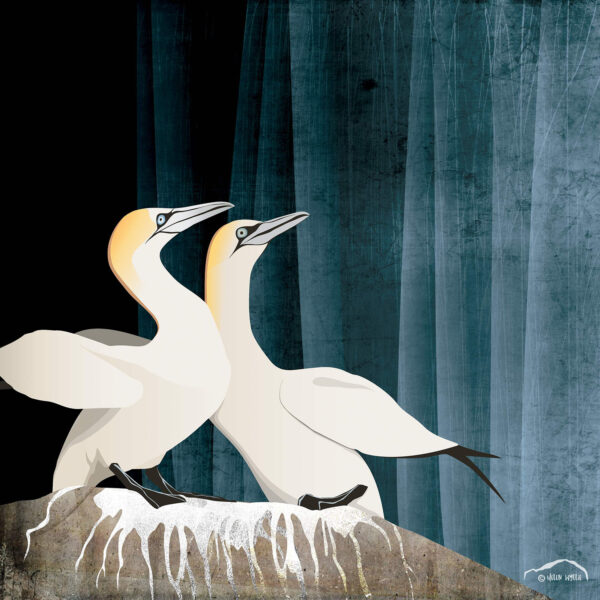 Gannet pair print by helen wyllie